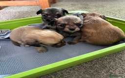 Chipoo dogs for sale: F1b Chipoo puppies - Image 4