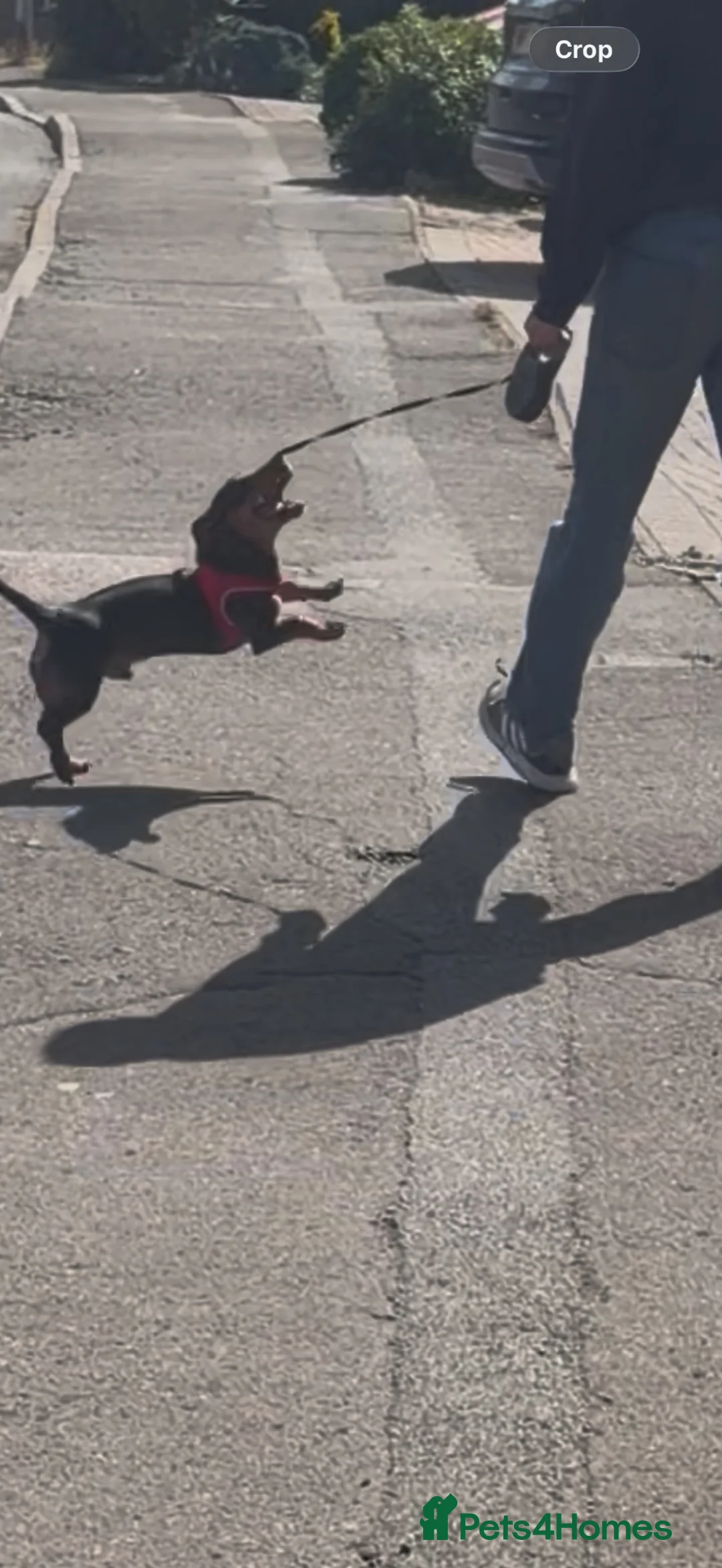 Dachshund dogs for sale: Dashound puppy 7 months old  in High Wycombe - Advert 2
