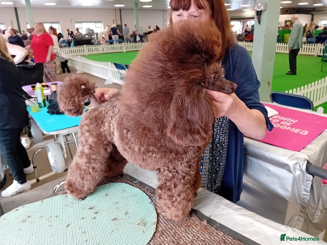 Toy Poodle dogs for sale: Toy poodle  - Image 6