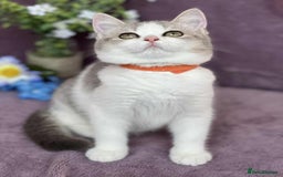 British Shorthair cats for sale: OPEN TO OFFERS TICA registered BSH kittens - Image 22