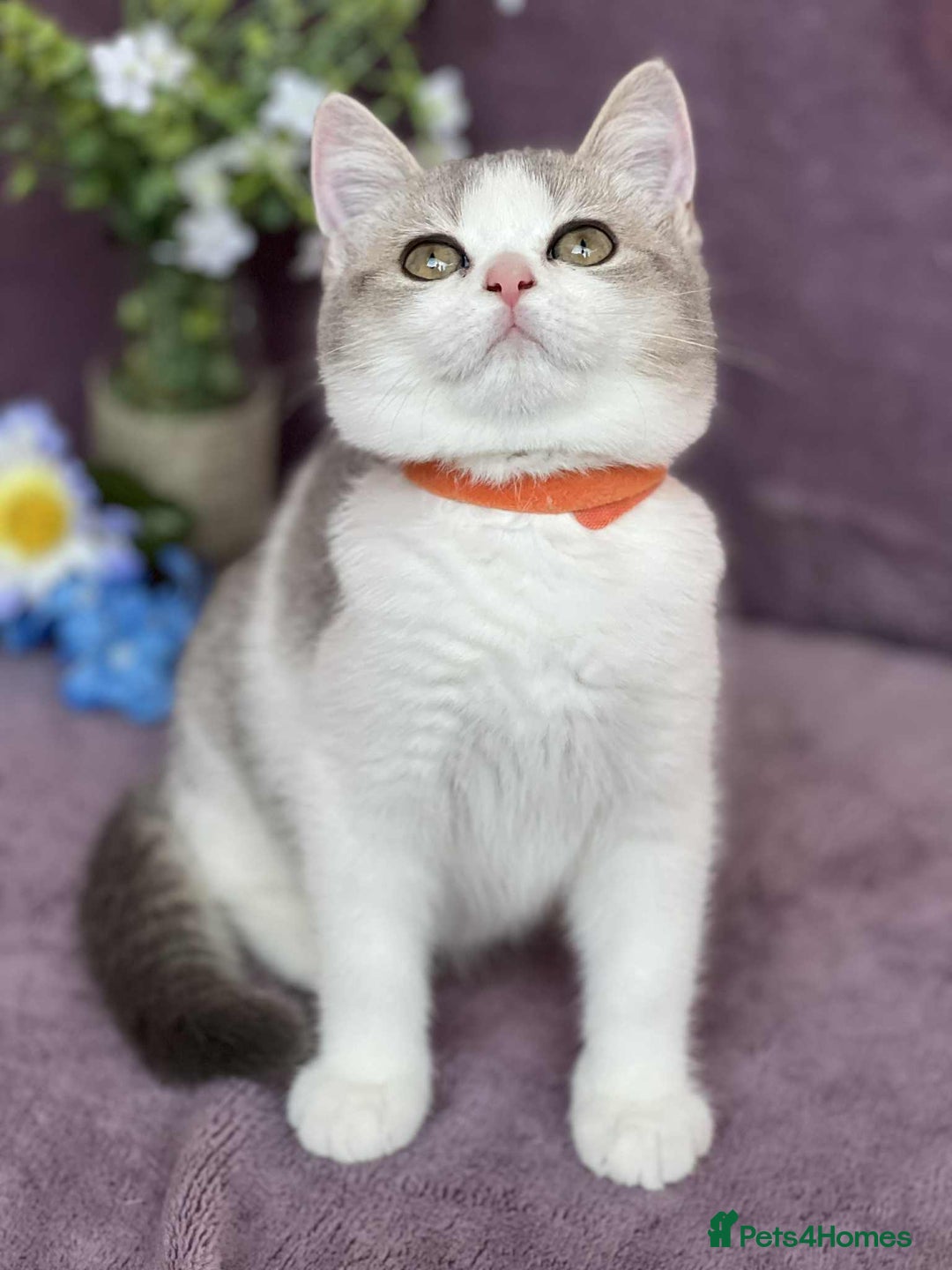 British Shorthair cats for sale: OPEN TO OFFERS TICA registered BSH kittens - Image 22