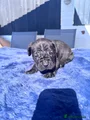 Cane Corso Puppy 4