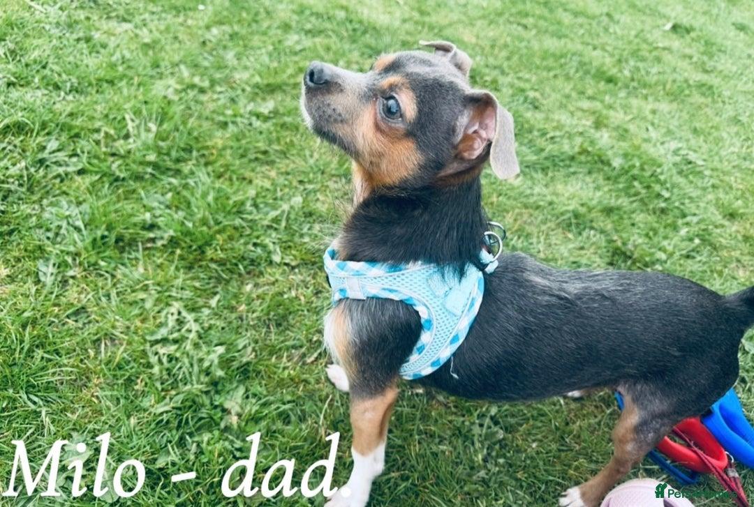 Mixed Breed dogs for sale: Beautiful hybrid Chihuahua puppy’s.  - Advert 3