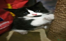 Mixed Breed cats for sale: adorable kittens are looking for a new home - Image 1