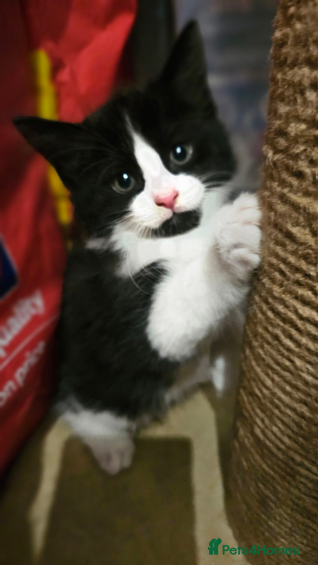 Mixed Breed cats for sale: adorable kittens are looking for a new home - Image 1