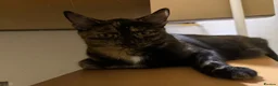 Mixed Breed cats for sale: Sweet Tortoiseshell Cat Seeking Forever Home - Advert 5
