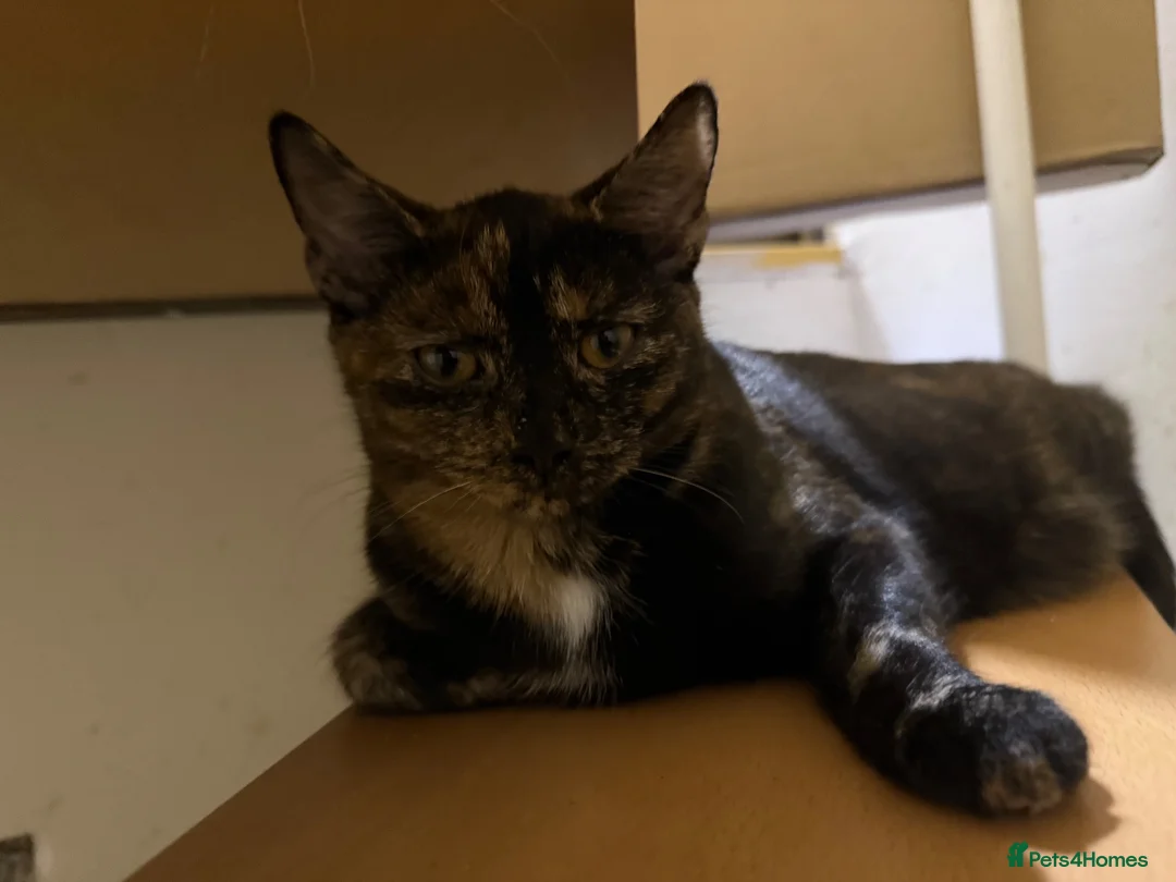 Mixed Breed cats for sale: Sweet Tortoiseshell Cat Seeking Forever Home - Advert 5