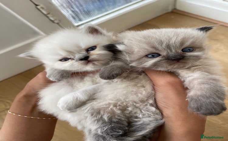 Persian cats - Advert 16