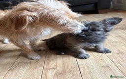 Mixed Breed dogs for sale: Fluffy Frenchie x Jackapoo  - Image 31