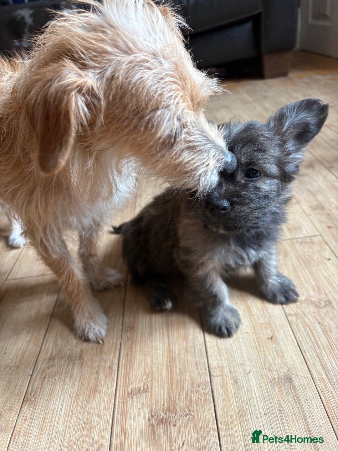 Mixed Breed dogs for sale: Fluffy Frenchie x Jackapoo  - Image 31