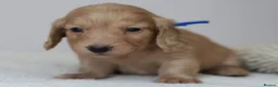 Miniature Dachshund dogs for sale: 5*Licensed+CREAM+LONGHAIR+Kc+PRACLEAR+VetChecked - Advert 6