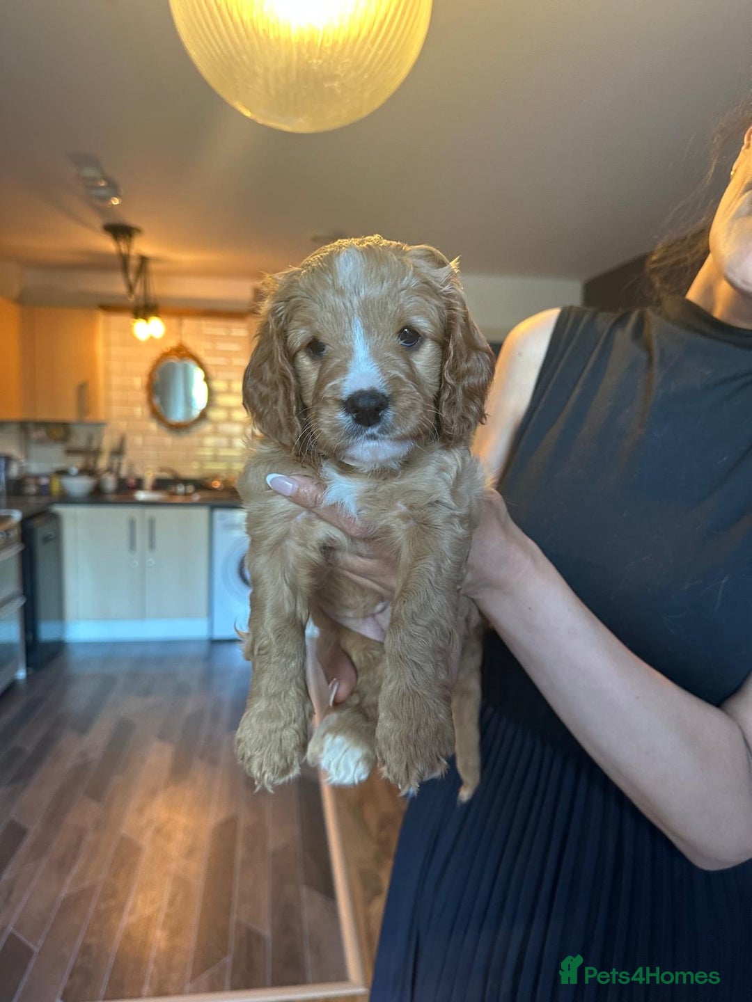 Cavapoo dogs for sale: King Charles Cavalier x Cavapoo - Image 26