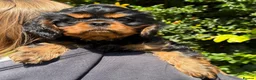 Cavalier King Charles Spaniel dogs for sale: HEART, EYE and DNA Tested Black and Tan boy  in Chard - Advert 9