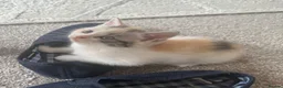 Mixed Breed cats for sale: Persian Cross Kittens 🐾🩵🩵🩵🩷 - Advert 3