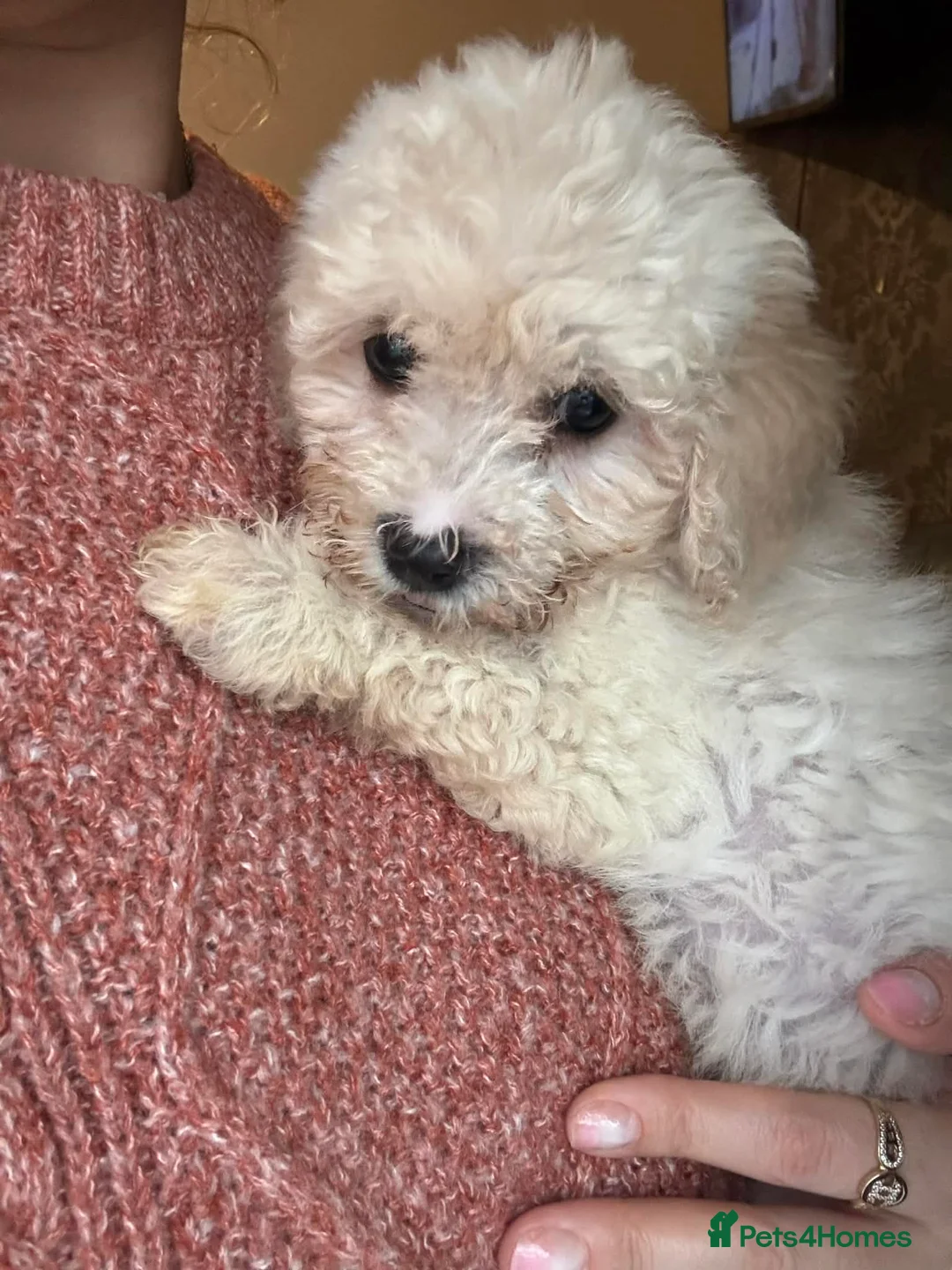 Bichon Frise dogs for sale: Bichon frise - Advert 4