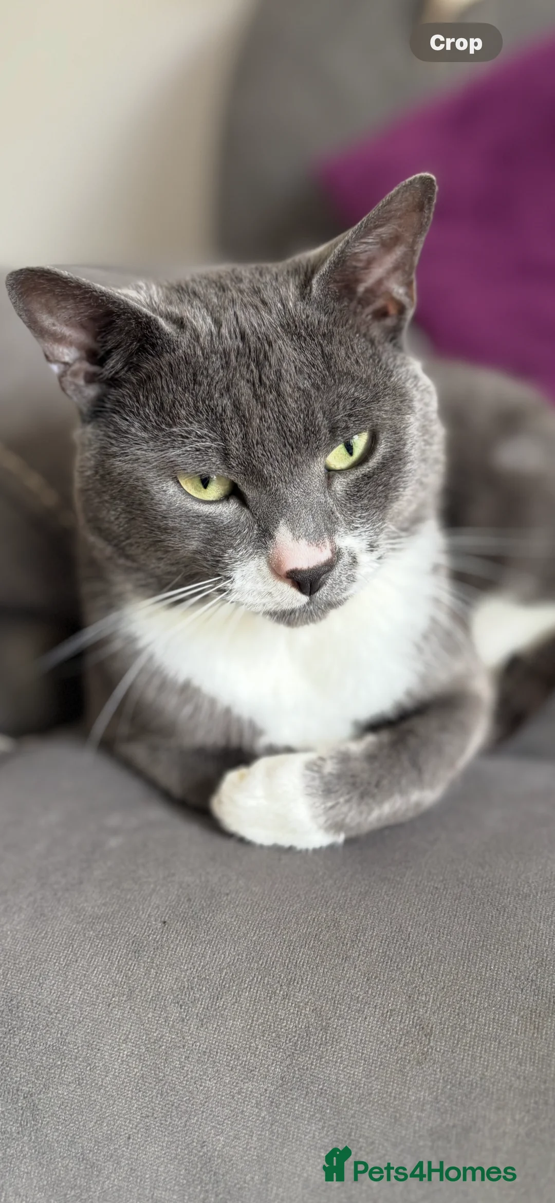 Mixed Breed cats for sale: Russian Blue cross for sale  - Advert 1