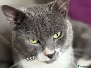 Mixed Breed cats Russian Blue cross for sale - Advert 1