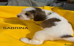 Cocker Spaniel dogs for sale: Exceptional KC registered Show Cocker Spaniels  - Image 25