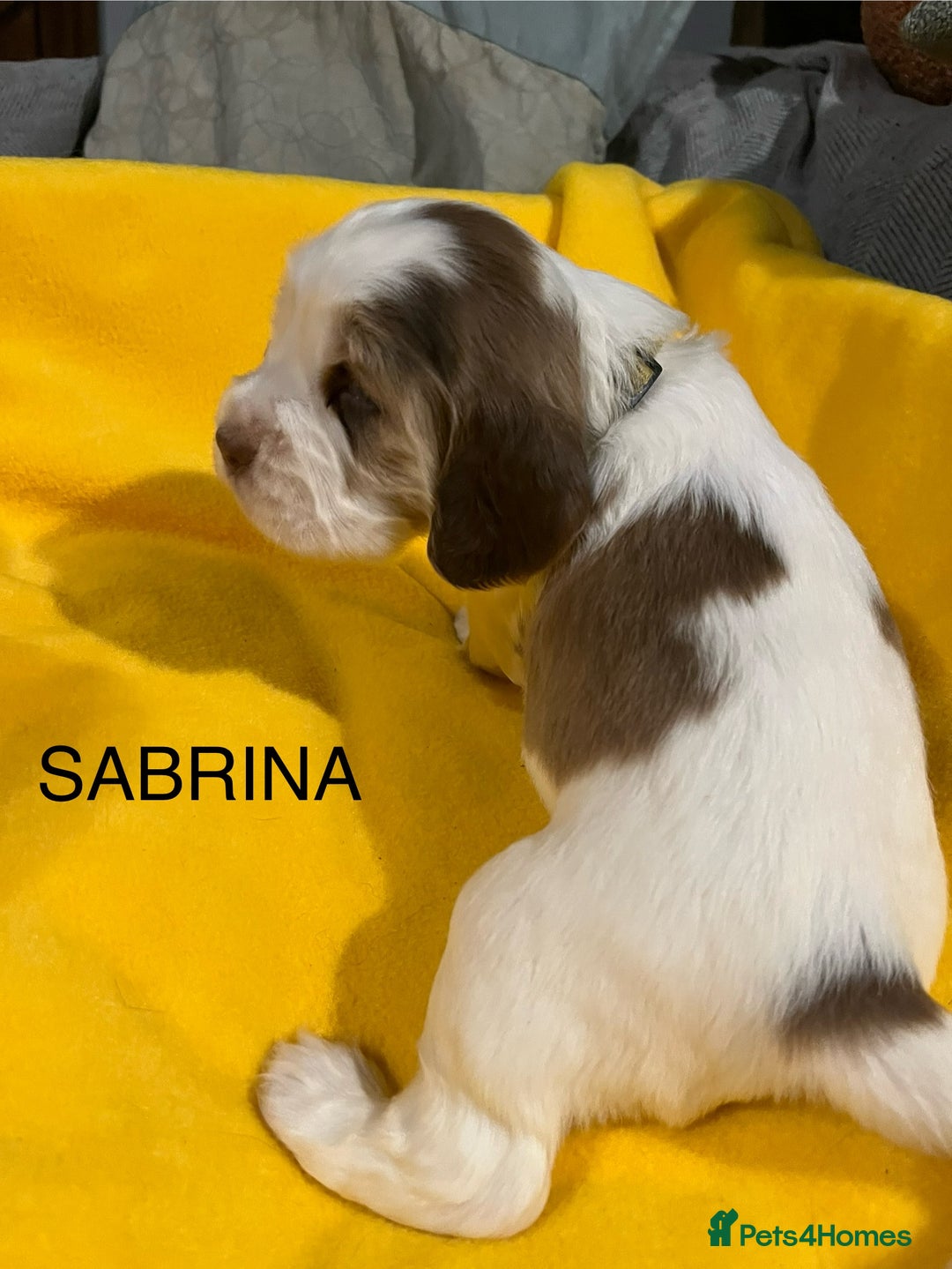 Cocker Spaniel dogs for sale: Exceptional KC registered Show Cocker Spaniels  - Image 25