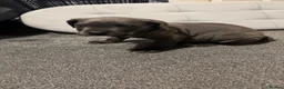 Cane Corso dogs for sale: cane corso puppies  in Leeds - Advert 25