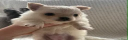 Chihuahua dogs for sale:  **  tiny long coat female chihuahua puppies  in Hull - Advert 6
