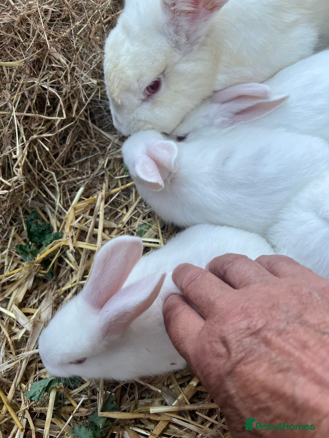 New Zealand rabbits for sale: New zealand white Baby rabbits 5weeksold  for sale - Image 3