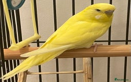 Budgerigars birds for sale: Budgies Birds  - Image 2