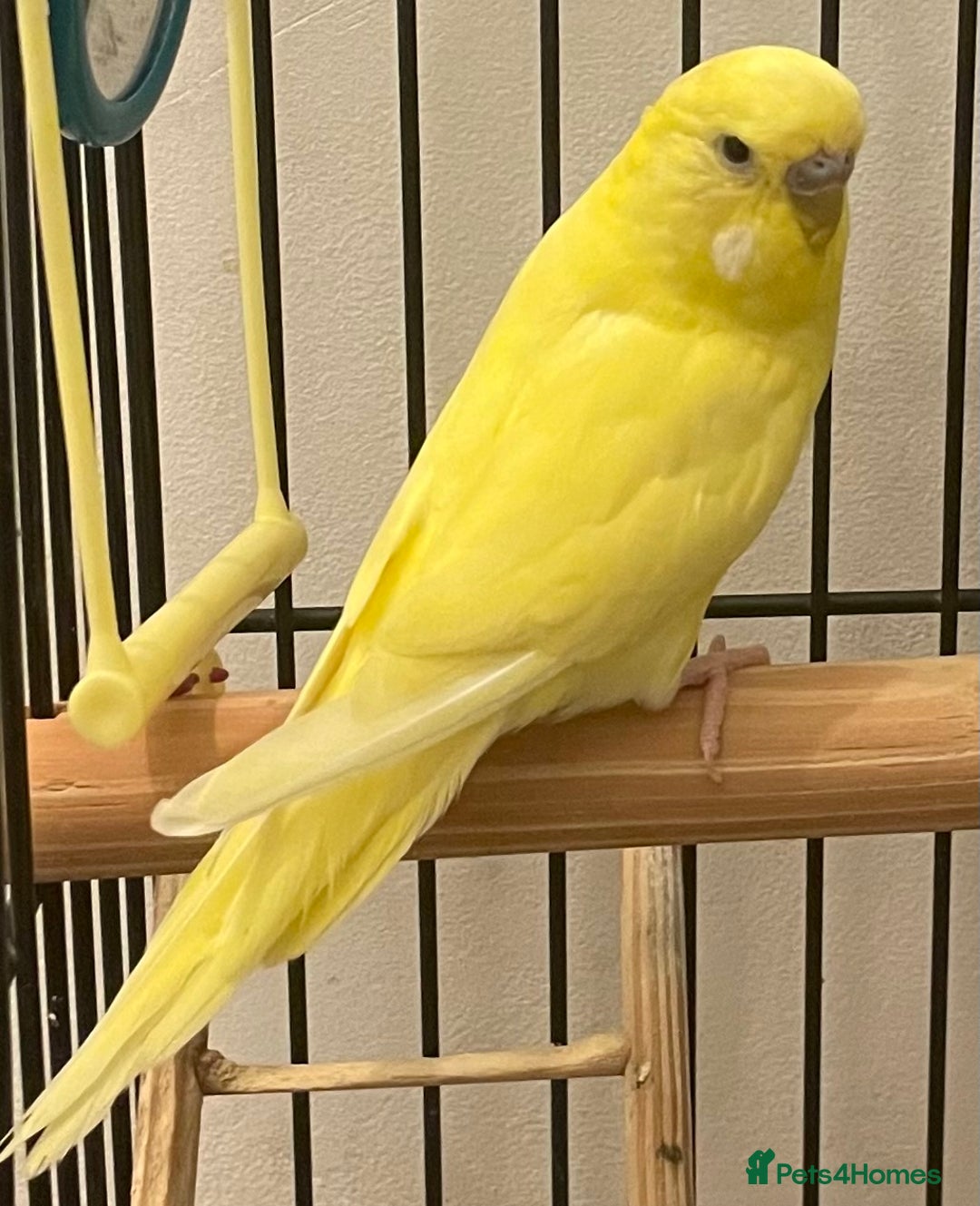 Budgerigars birds for sale: Budgies Birds  - Image 2