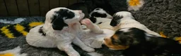 Cockapoo dogs for sale: Amazing Roan and Tri Colored F1 Cockapoos - Advert 10