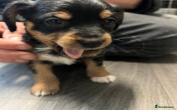 Jackapoo dogs for sale: Adorable Jackapoo puppies for sale !!!! - Image 20