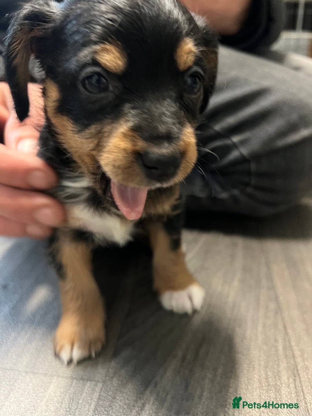 Jackapoo dogs for sale: Adorable Jackapoo puppies for sale !!!! - Image 20