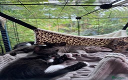 Bengal cats for sale: 11 Tortie, Tabby and Tuxedo Kittens - Image 1