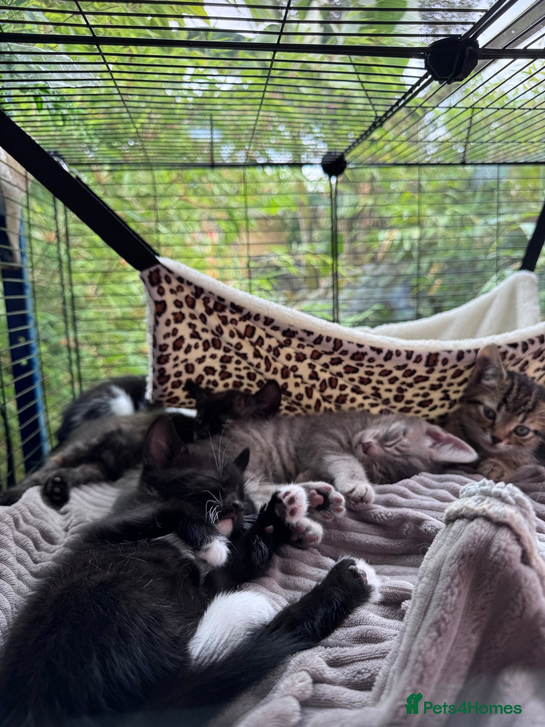 Bengal cats for sale: 11 Tortie, Tabby and Tuxedo Kittens - Image 1