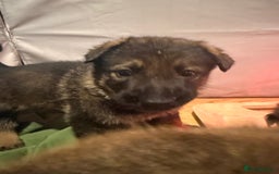 German Shepherd dogs for sale: Beautiful chunky German shepherd puppies - Image 8