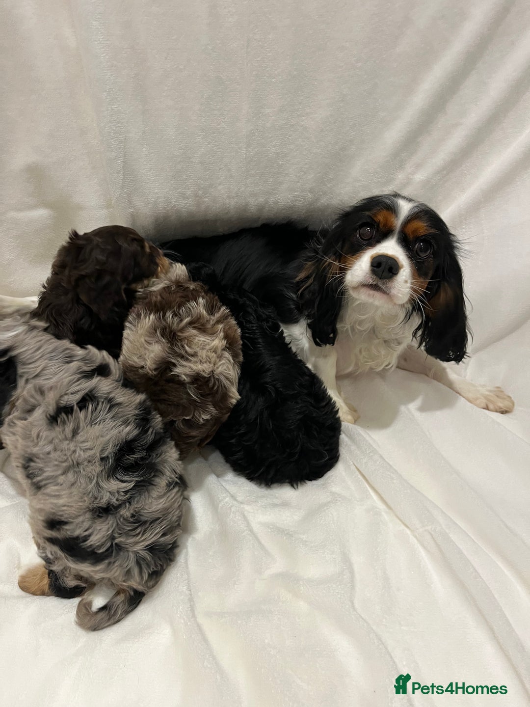 Cavapoo dogs for sale: Rare extensively health tested chocolate cavapoos - Advert 23