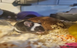 Mouse rodents for sale: Male mice - Image 9