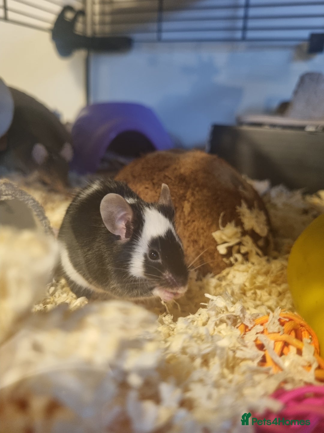 Mouse rodents for sale: Male mice - Image 9