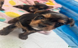 Yorkshire Terrier dogs for sale: original breed yorkshire terrier  - Image 5