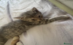 Mixed Breed cats for sale: Two kittens looking for forever home - Image 4