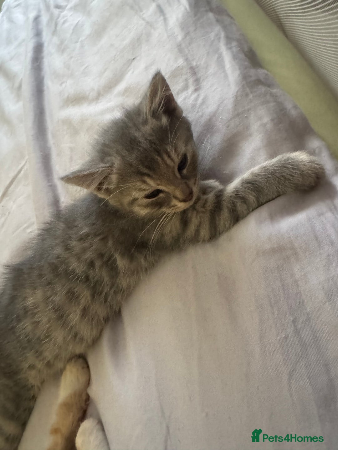 Mixed Breed cats for sale: Two kittens looking for forever home - Image 4