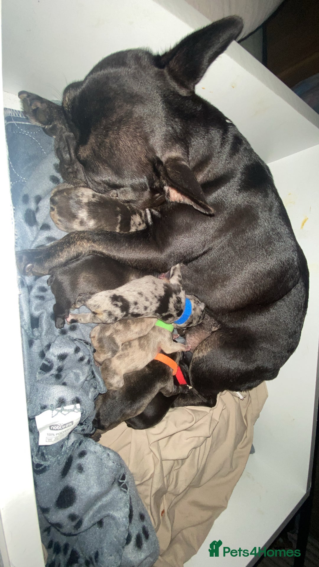 French Bulldog dogs for sale: Chocolate Isabelle Merle black white brindle mum  - Image 6