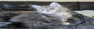Maine Coon 1 Bubbles