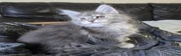 Maine Coon cats for sale: Stunning TICA registered girls - Advert 8