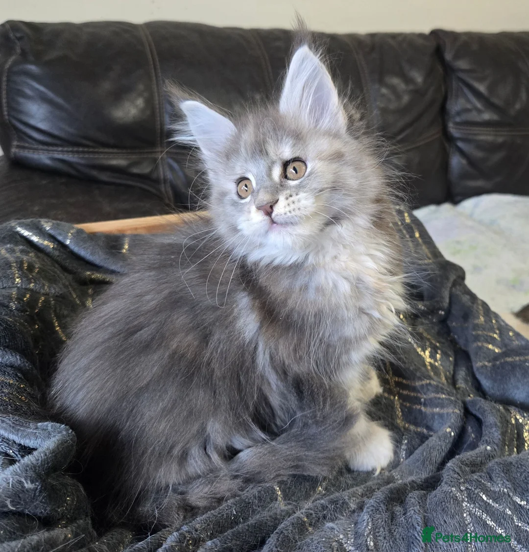 Maine Coon cats for sale: Stunning TICA registered girls - Advert 22