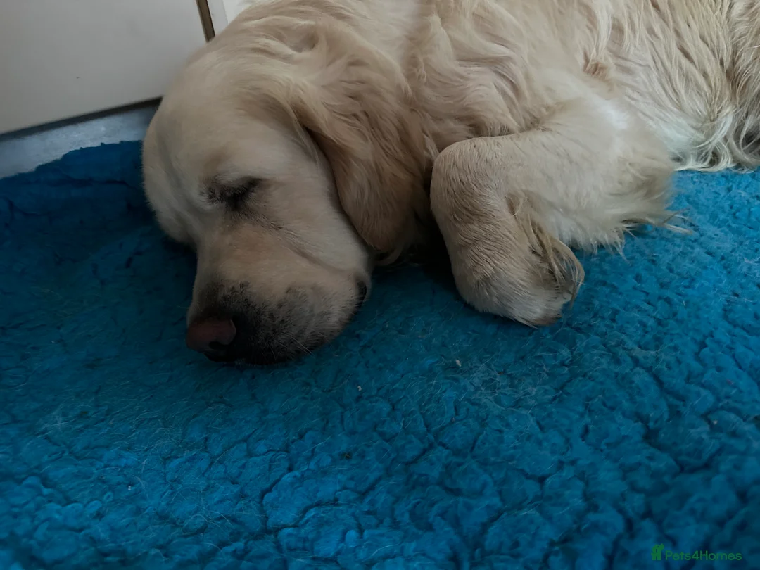 Golden Retriever dogs for stud: STUD KC FULLY HEALTH TESTED PROVEN TRAMIN IMPORT in Blackpool - Advert 6