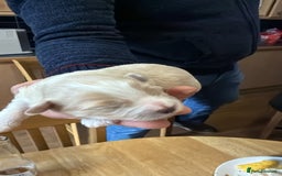 Bichon Frise dogs for sale: Bichon puppies for sale - Advert 8