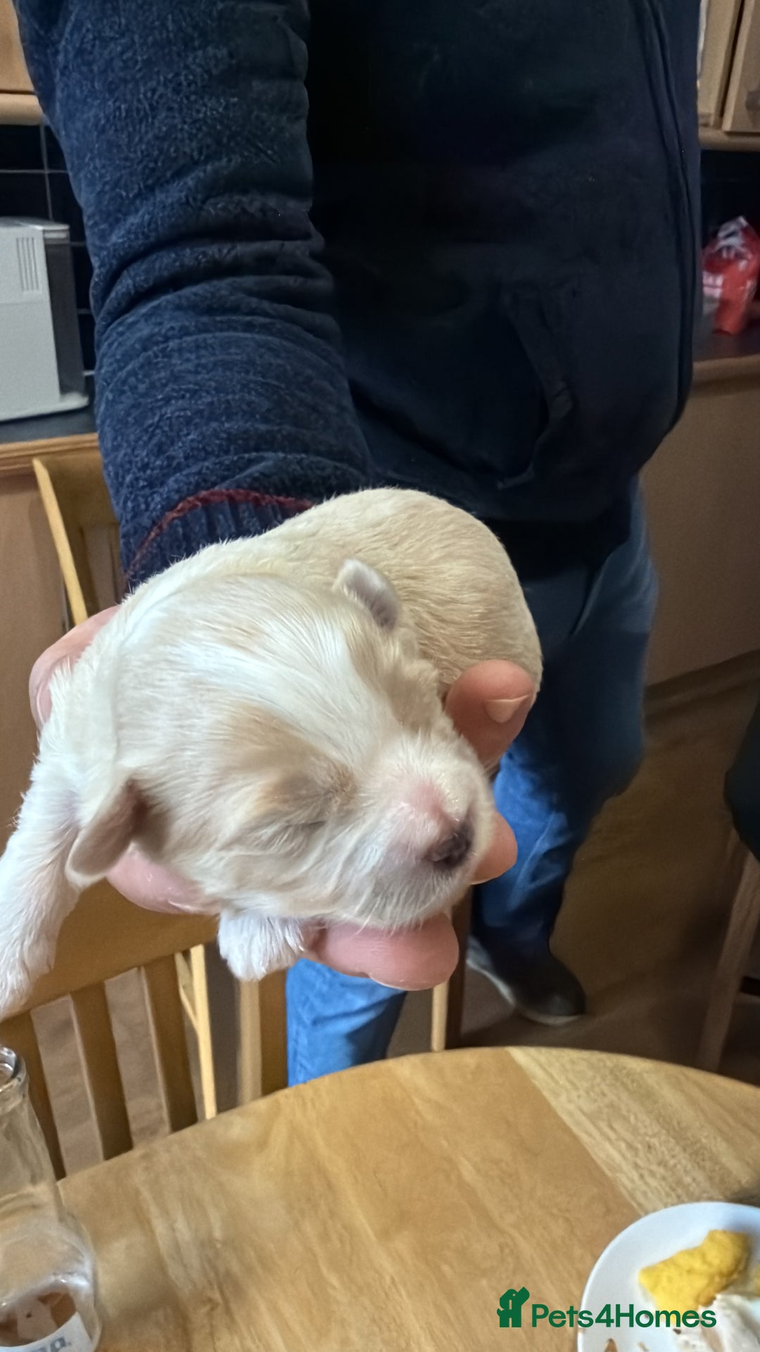 Bichon Frise dogs for sale: Bichon puppies for sale - Advert 8