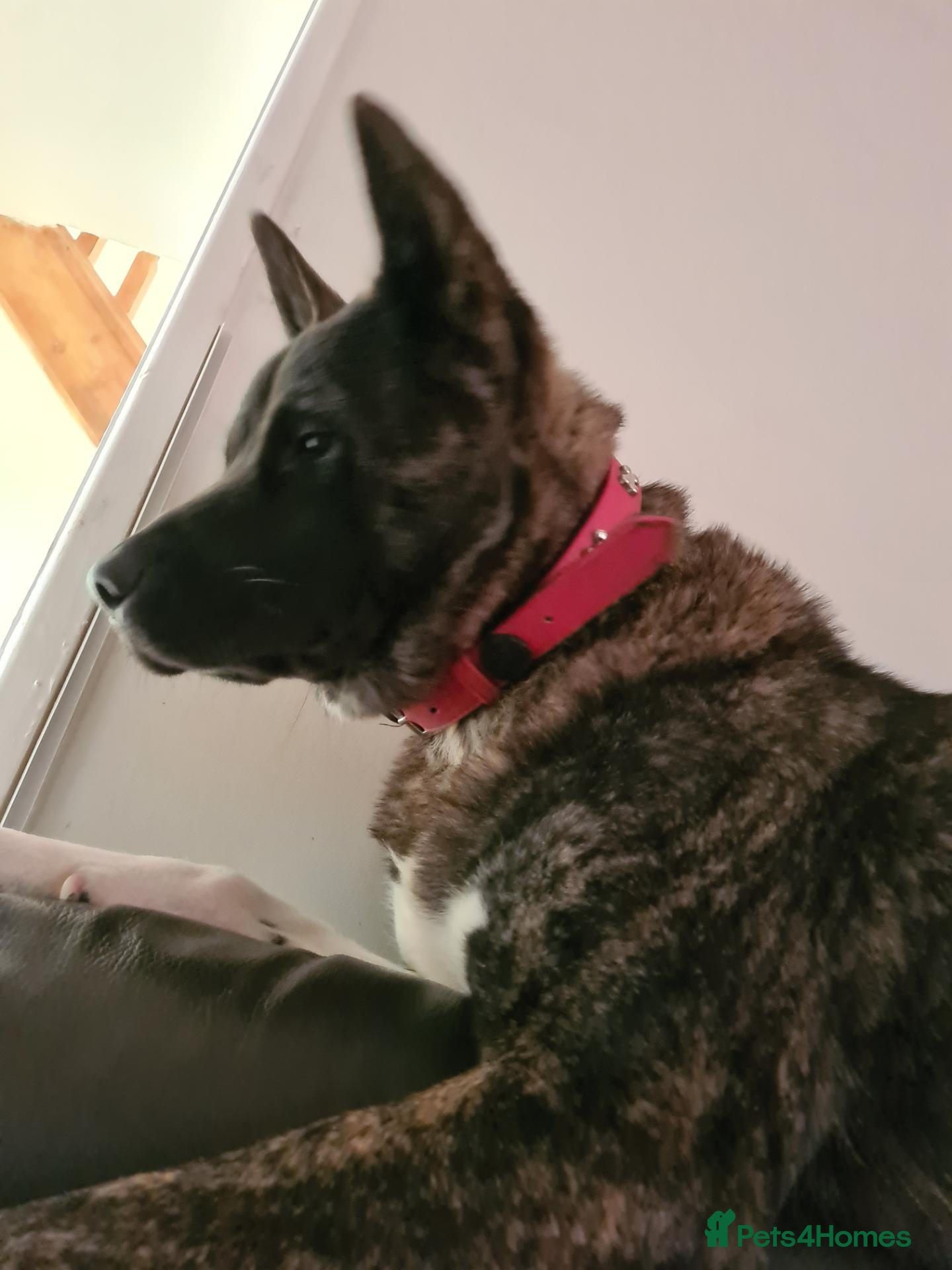 Akita dogs Rehoming, gentle and playful - Advert 1
