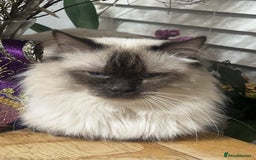 Ragdoll cats for sale: Champion Ragdoll GCCF kittens 🐱  - Image 7