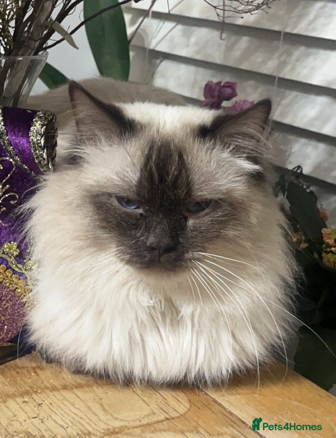 Ragdoll cats for sale: Champion Ragdoll GCCF kittens 🐱  - Image 7